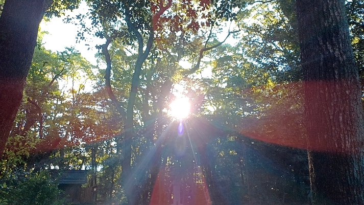 おはようございます

R7/11/23 勤労感謝の日
勤労をたっとび生産を祝い国民互いに感謝しあう国民の祝日。たっとびとは尊いものとしてあがめる事のようです

そして出逢いに感謝 ご縁に感謝 皆様に感謝 感謝の一日の幕開けです✨ 皆様にとってワクワクドキドキ楽しい1日でありますようお祈り致します🙏