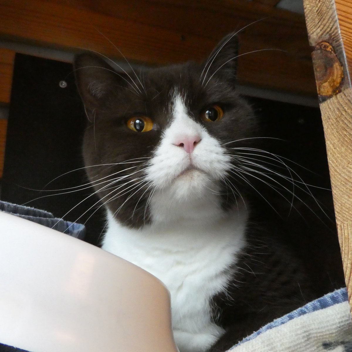 Katzenmensch4's tweet image. Poker ist neu im TIERHEIM. Er beschnüffelte meine Hand. Streicheln lag noch nicht drin. #Katzen