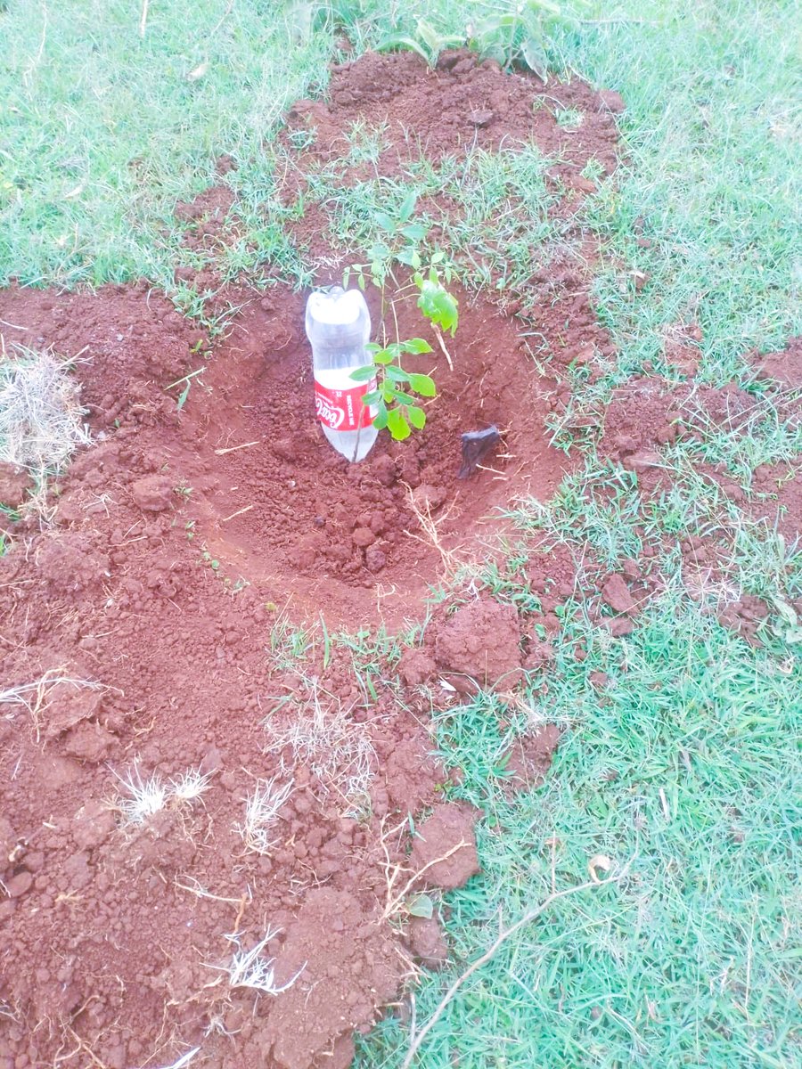 At the Directorate of Veterinary Services in Kabete, we are committed to achieving a tree survival rate of over 90%. Seedlings that had dried out have been carefully replaced and are now thriving under drip irrigation, giving them the best chance to grow strong and healthy.