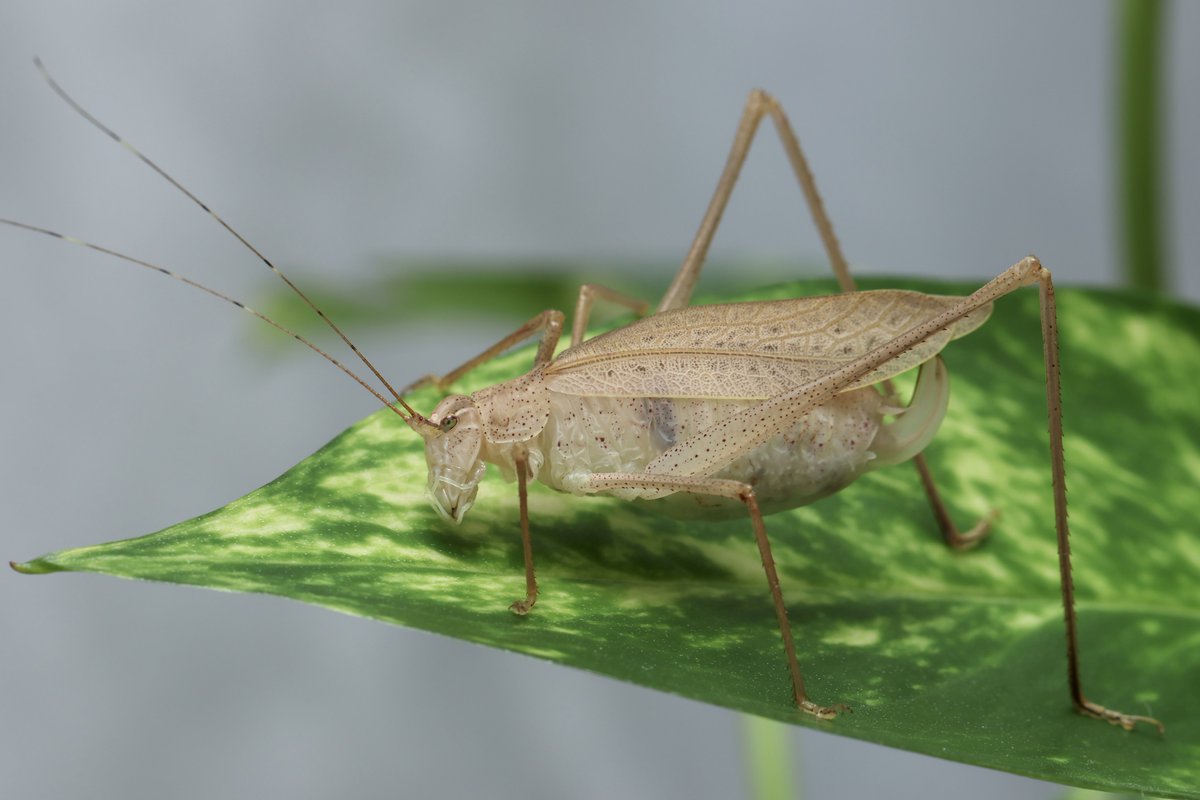 Leaf_Greenwings's tweet image. ウンゼンツユムシ…エゾツユムシやホソクビツユムシに並ぶ短命&amp;amp;難関種
ちゃんと環境を整えてやれば数ヶ月は飼えるが、基本なんでも飼育しろ派の私でもこの3種の飼育は&quot;&quot;オススメしない&quot;&quot;