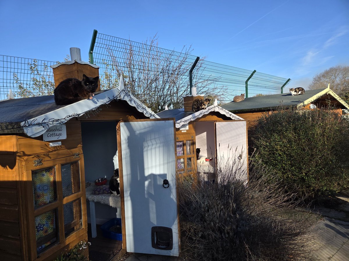 #Caturday ~ spot the cat 😹. This was yesterday morning in the village. The volunteers couldn't believe their eyes but Catherine (22), Jinkxie (17) , Alistair &amp; River all making the best of the sunshine on the roofs. The weather had changed from a frosty start.☀️☀️ #goldenoldies