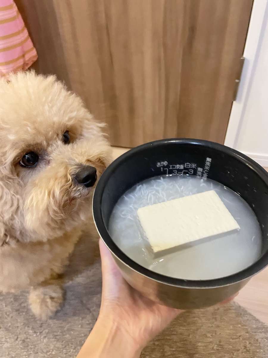 potechi_yade's tweet image. あかり、信じてるワンよ..