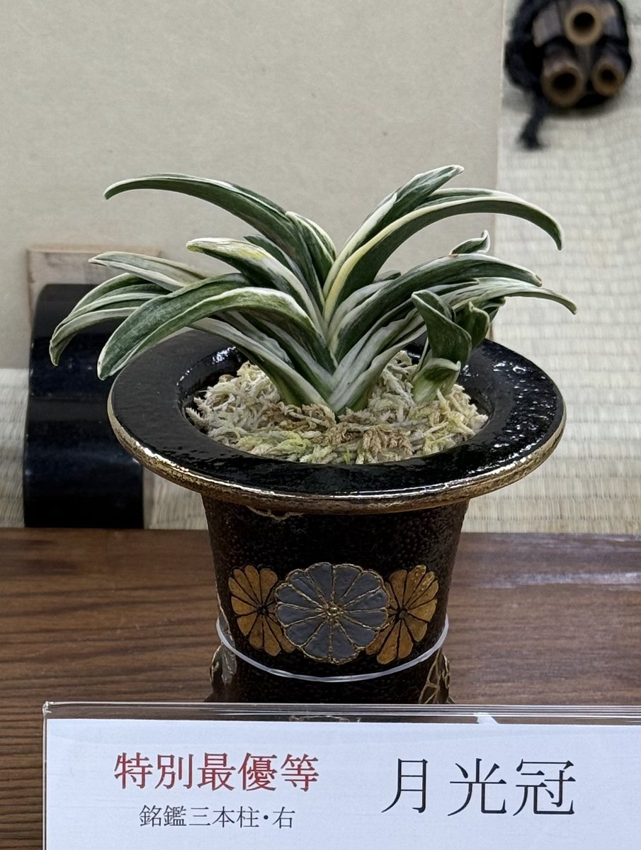 タロ (@z0dJqsUjYRGpzMZ) / Posts / X