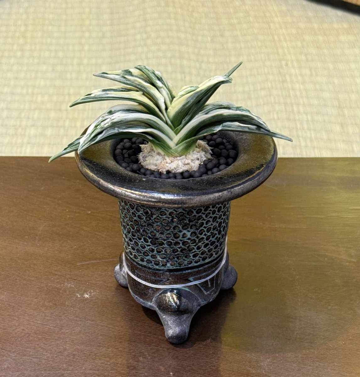 タロ (@z0dJqsUjYRGpzMZ) / Posts / X