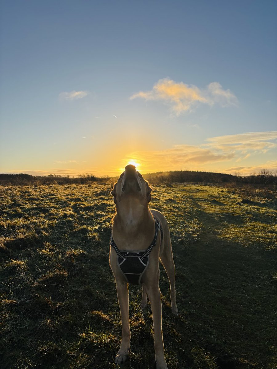 adventuredogco2's tweet image. Morning.
Have a lovely day.