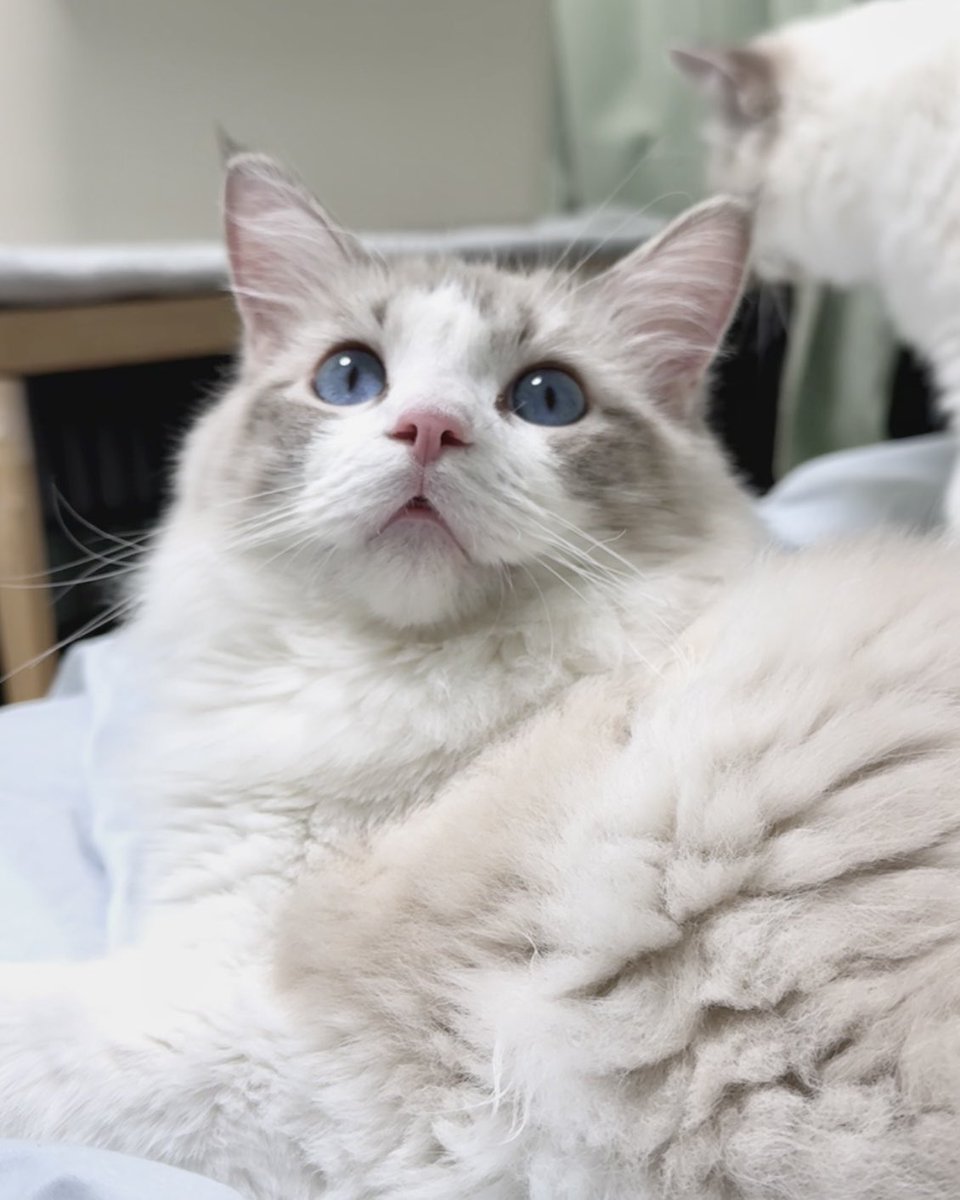 cofantjp's tweet image. 今朝のハースちゃん。
喉をゴロゴロ鳴らしながらぎゅーっと抱きついてくる甘えん坊さん。
先日お送りした血統書が届いております。
とても素敵な血統書で皆様に喜ばれています。
#cofant 
#ラグドール
#ブリーダー
#ラグドールブリーダー