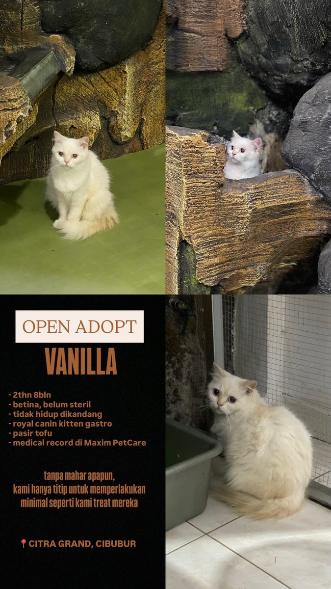 Little Wishmakers💗🪄 tweet media