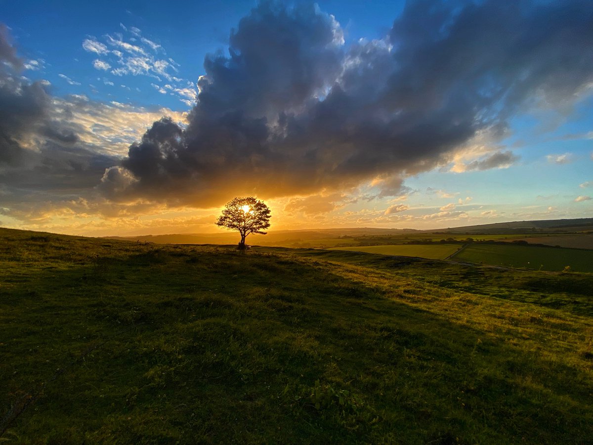 Phil_Wolves's tweet photo. @sdnpa This beautiful tree at Cissbury Ring 😎 https://t.co/y5L1tHzB1a