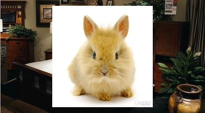 How0809's tweet image. 🐁Heard toddler argue with stuffed animal. The stuffed animal lost.🏊Warranties explain, protections feel. Safe.🔮