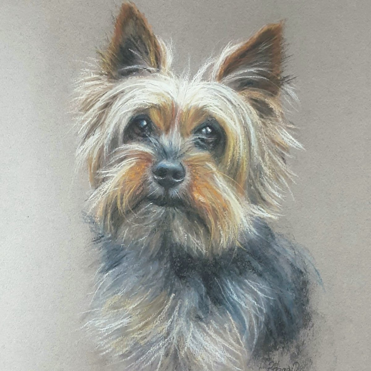 peterhogarth55's tweet image. Portrait of a Yorkshire Terrier,  commissioned in 2022. Soft pastels on archival quality paper 😊