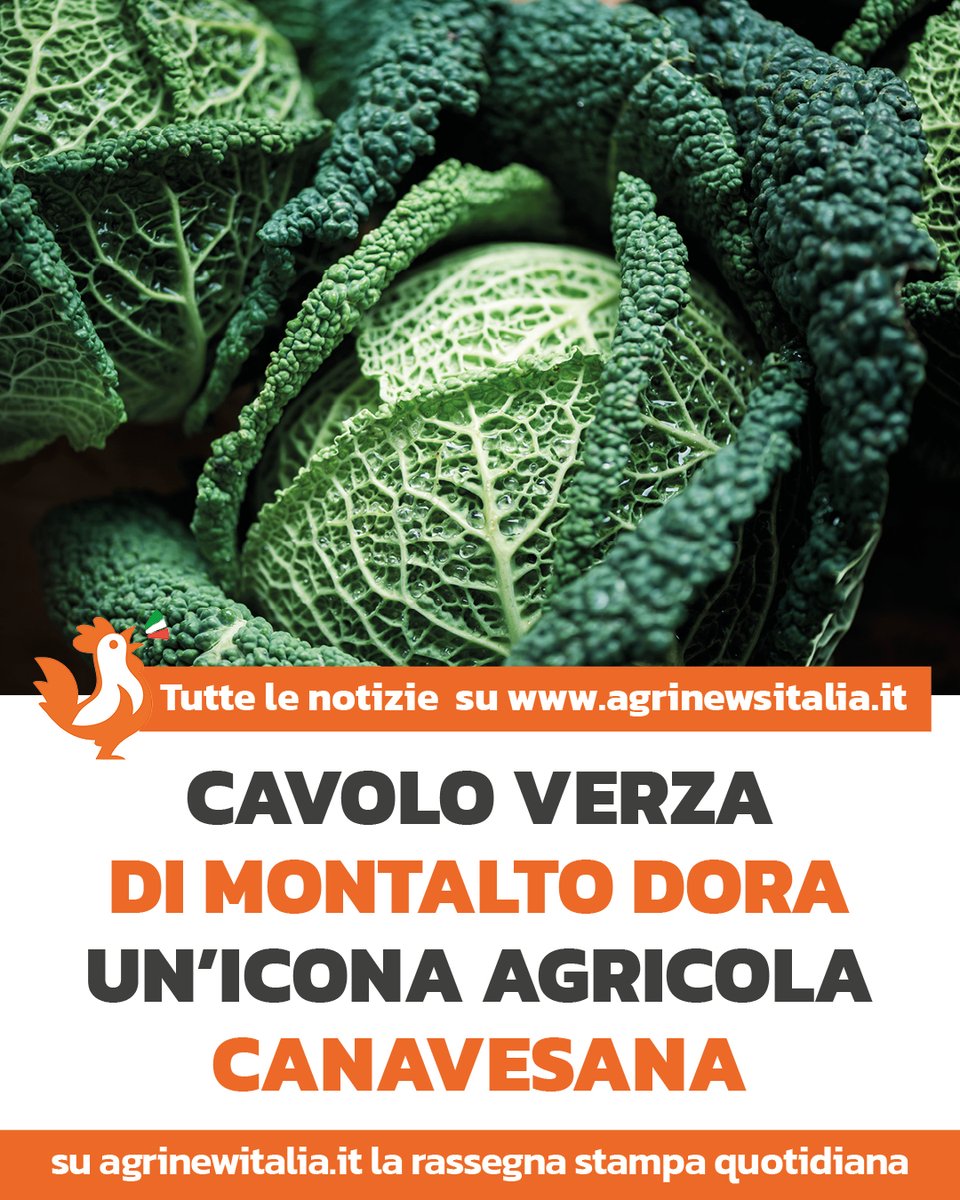 AgriNewsItalia's tweet photo. Il cavolo verza di Montalto Dora, salvato dall’estinzione negli anni ’90, torna protagonista con la 29ª Fiera: 80mila piante coltivate e una tradizione agricola che racconta l’identità del Canavese. https://t.co/OKMDywANmy
#CavoloVerza #Canavese #Piemonte #Agroalimentare https://t.co/ze0CbmS5IH