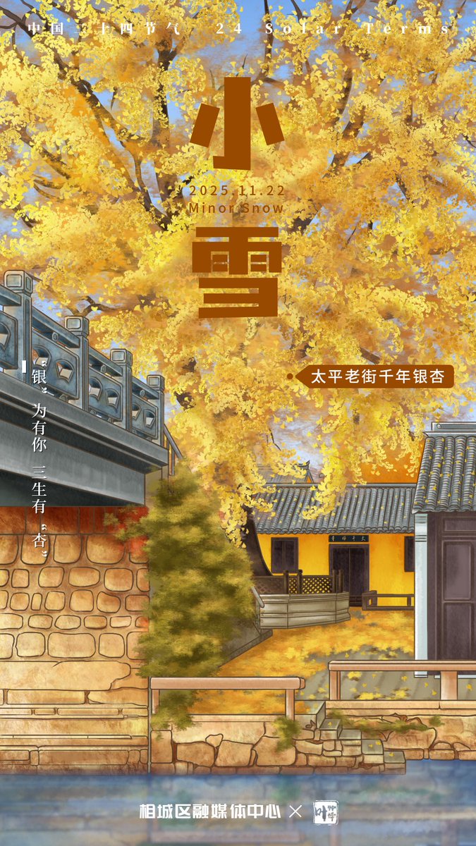 SZXiangcheng's tweet image. As Minor Snow heralds the crisp winter air, #Xiangcheng’s Millennium Ginkgo Tree on Taiping Old Street transforms. Golden leaves dance in the breeze, creating a dazzling prelude to snow. It&apos;s nature&apos;s own way of celebrating the turn of the season. #24SolarTerms #MinorSnow