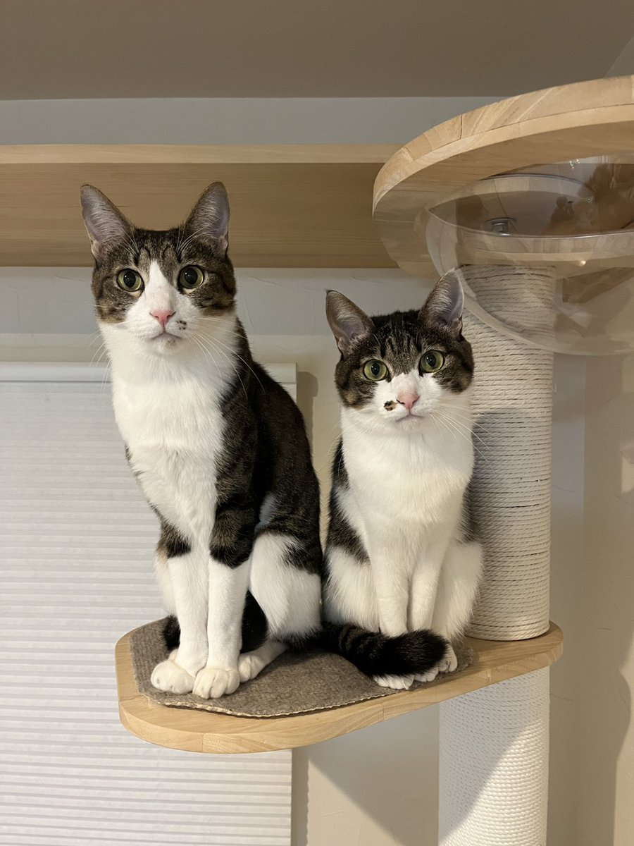 ばなな様、にゃんころ様 東京ばな奈ぶにゃんこ」が期間限定で発売！大人気チョコバナナ味が黒猫