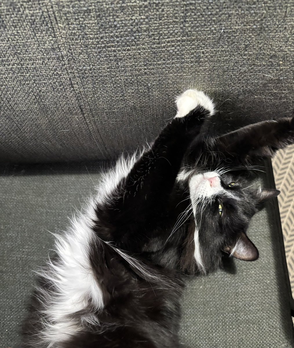 Stella is approaching peak fluffiness for winter