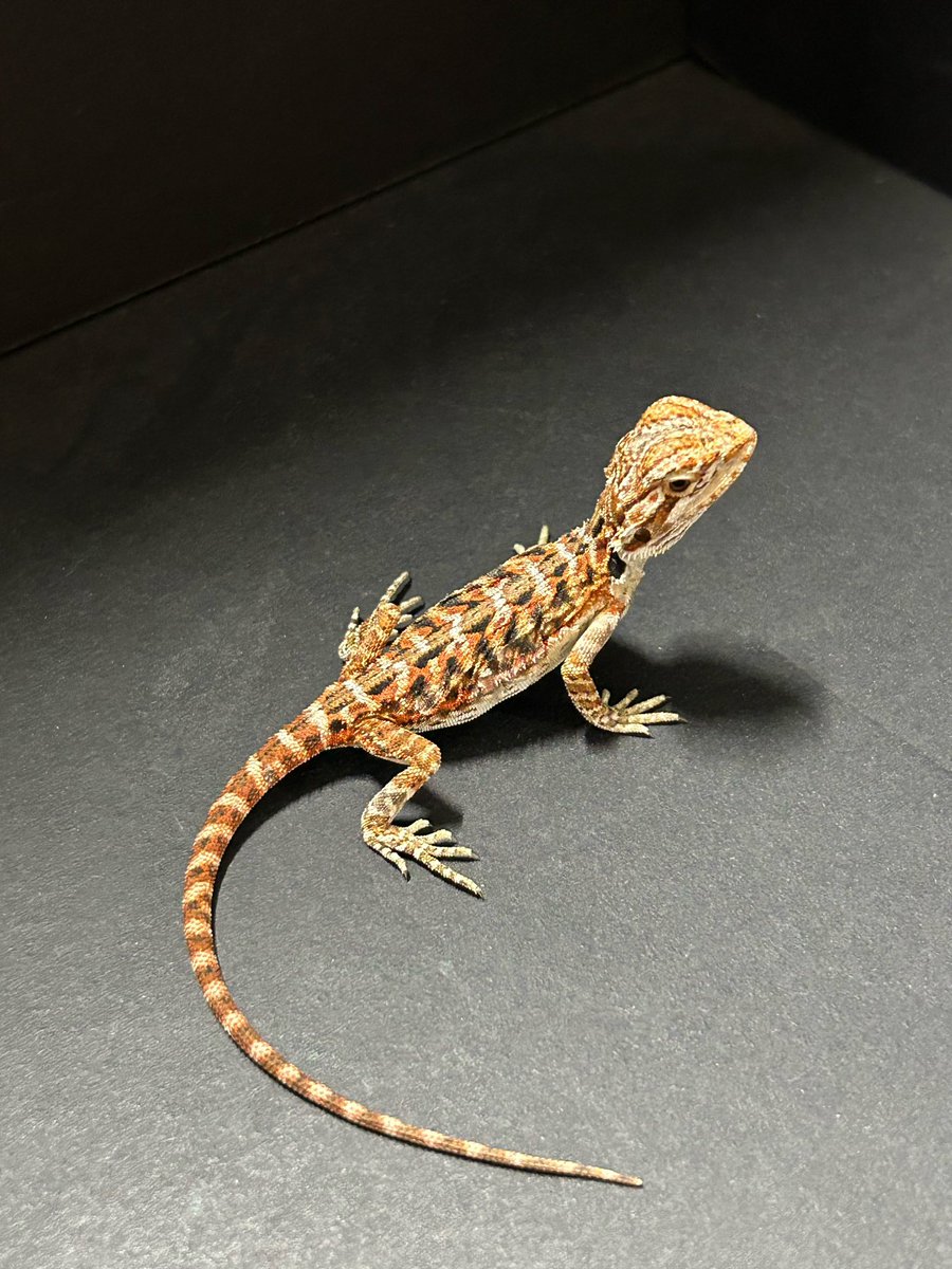 lonchan (@lonchankun) / Posts / X