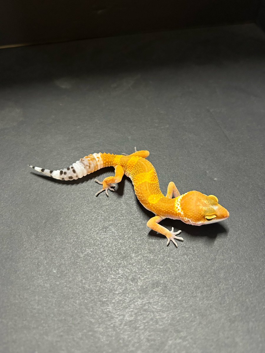 lonchan (@lonchankun) / Posts / X