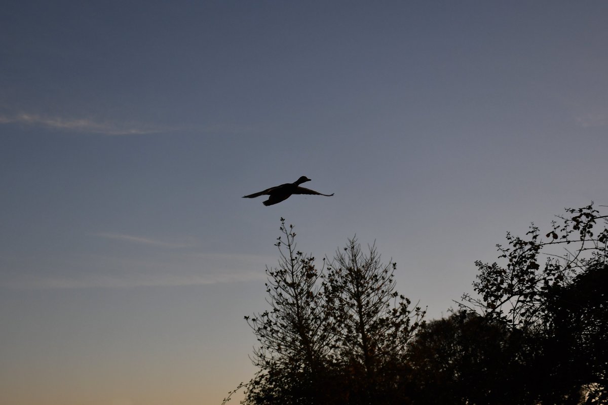 retired_tom's tweet image. My photos from #November 2021

#CanalRiverTrust #GrandUnionCanal #Wolverton #Cosgrove #IronTrunk #Aqueduct #Bridge #Sunset #Duck

#Canals &amp;amp; #Waterways can provide #Peace &amp;amp; #calm for your own #Wellbeing #Lifesbetterbywater #KeepCanalsAlive