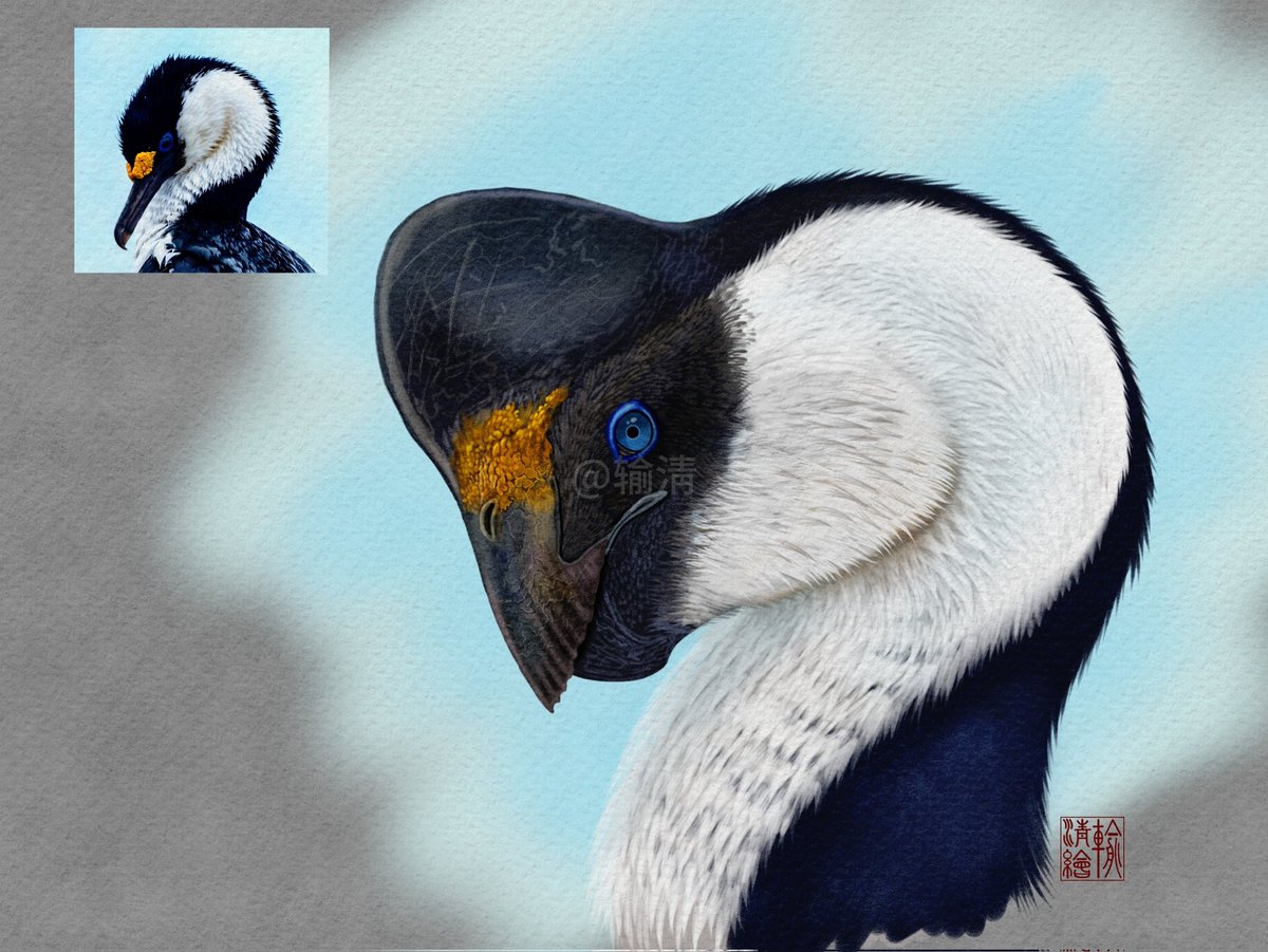 ing39911093's tweet image. Rinchenia,with a color scheme inspired by Leucocarbo atriceps.#paleoart #dinosaurs