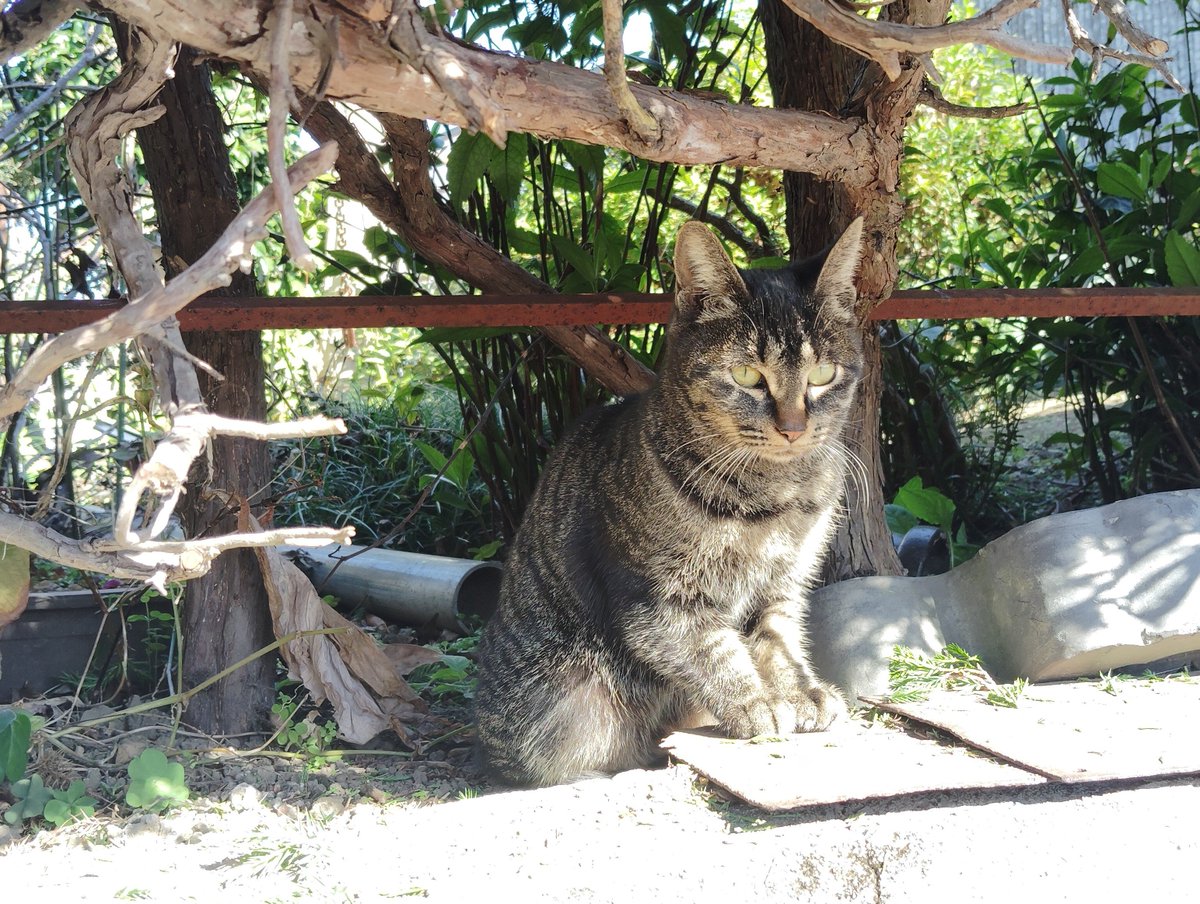 店番中のねこ。