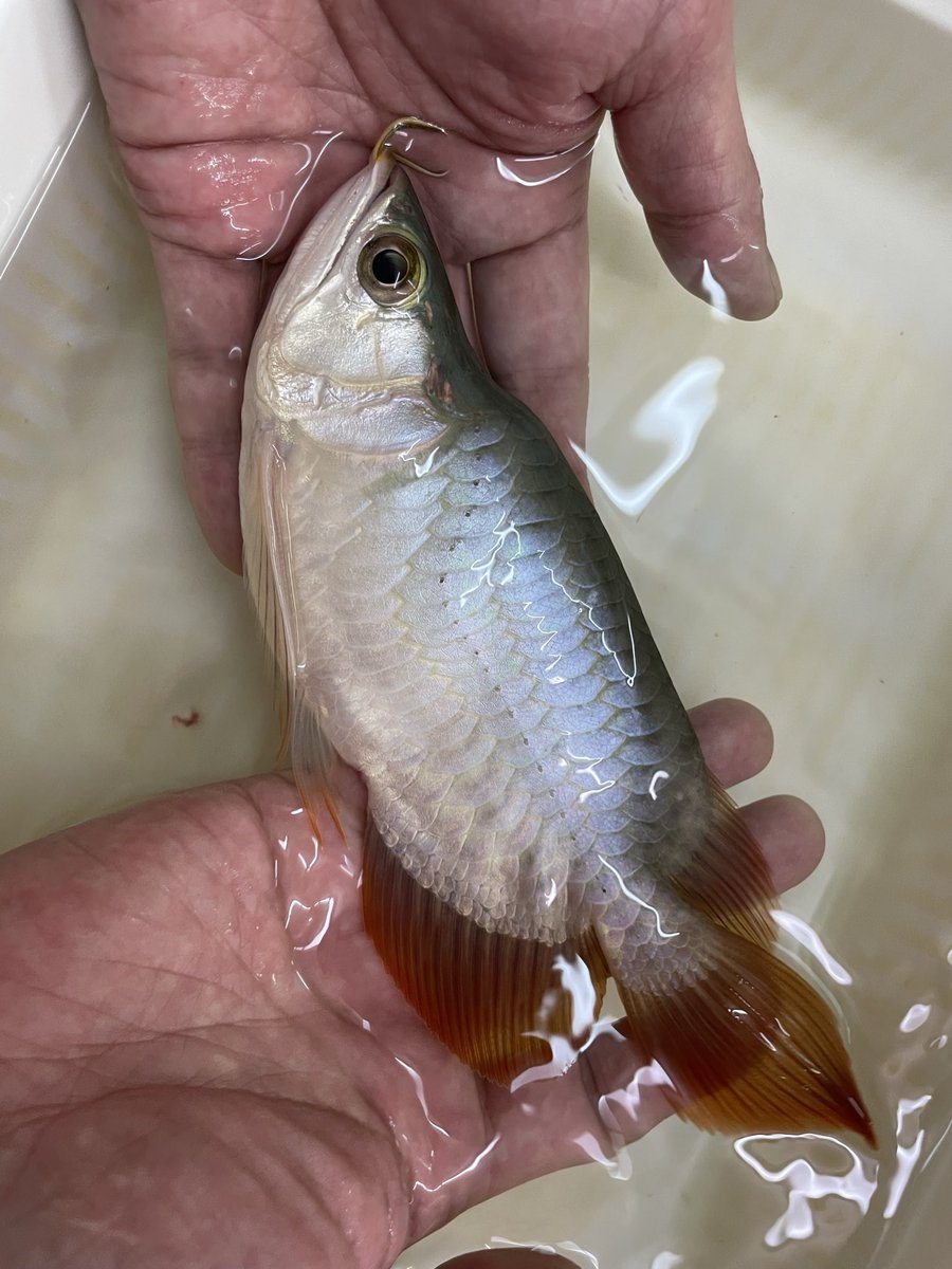 ラフレシア【個体紹介専用】フォロバ95% (@Rafflesia_jp2) / Posts / X