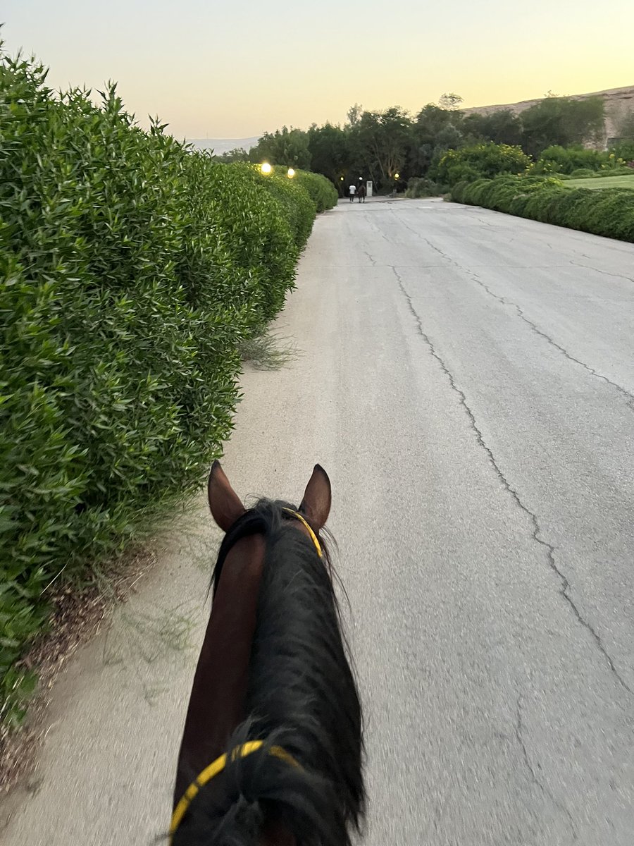 OmarFatani97's tweet photo. Weekend Vibes 🌳🍃🐎 https://t.co/YJmxFkZaX6