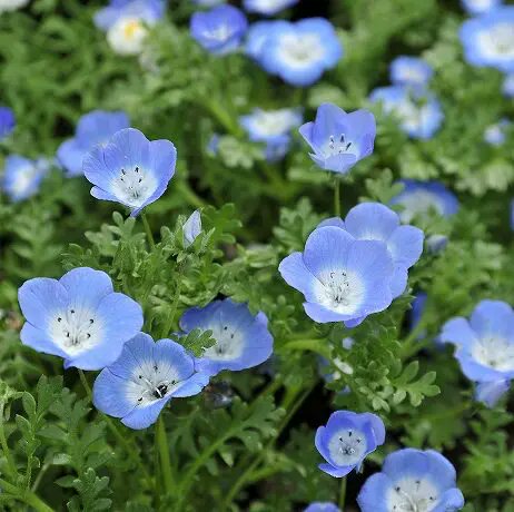 CB_viewing_nnu's tweet image. 🌙 #夜桜花見ンヌ 演者紹介🌸

湊人
好きな花：ネモフィラ

新人DJさんの湊人くん！今回はトップバッターという事で頑張ってもらいます✨ 更にはDJ後はフードも出店してくれます。みんな深夜にお腹減ったら湊人メシ食べよーねー！！