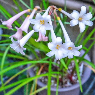 CB_viewing_nnu's tweet image. 🌙 #夜桜花見ンヌ 演者紹介🌸

しろし～(花見ンヌ、あっぷすて～じ)
好きな花：キルタンサス

レギュラーDJの しろし～！！今回はラス枠をお願いします！昼から一緒に別件のコス併せからの花見ンヌという事でお互いに死なないように頑張りましょう💪💪