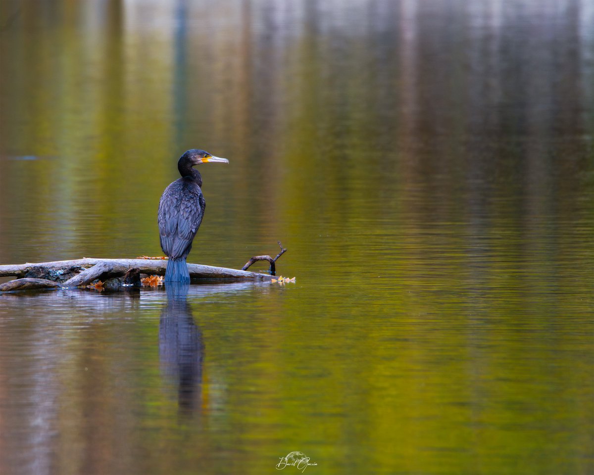 David García tweet media