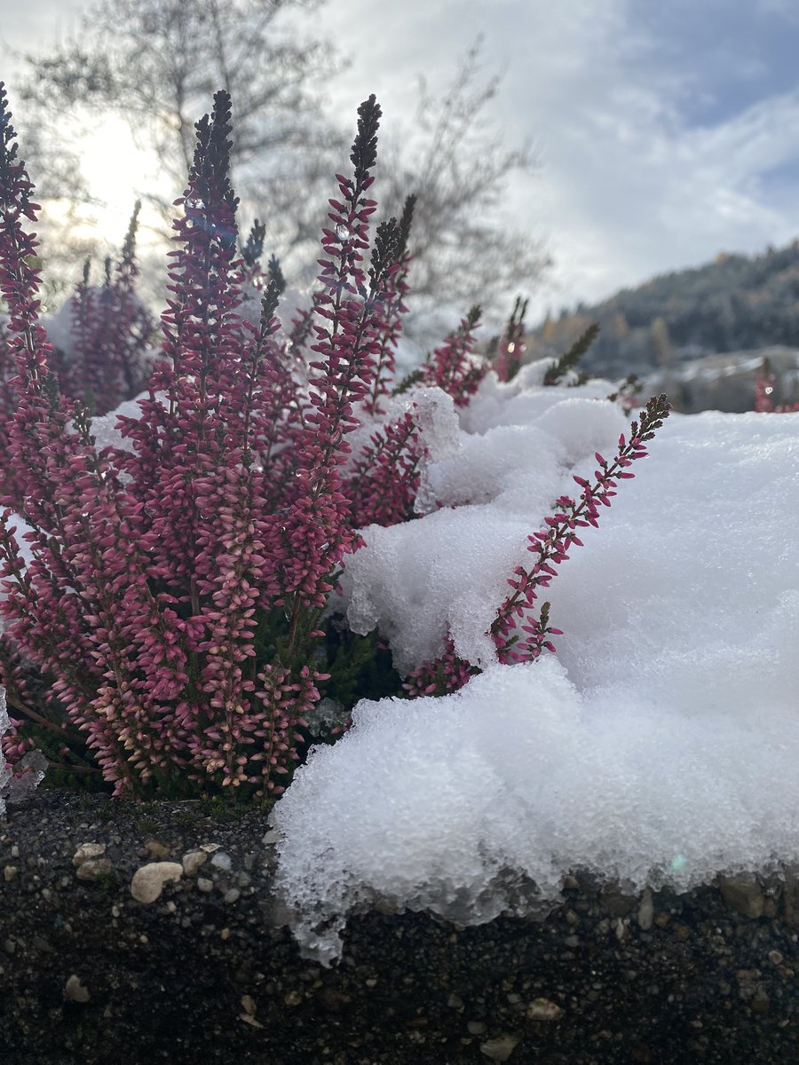 Sonia Zuccaro tweet media