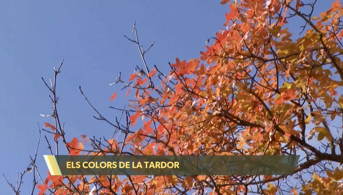 codeposa's tweet image. Un càmera de Comunicacions dels Ports ha descobert els colors de la tardor a Ares del Maestrat rodant aquest reportatge per a La Via Verda d’À Punt
🎥
▸ apuntmedia.es/programes/la-v…
