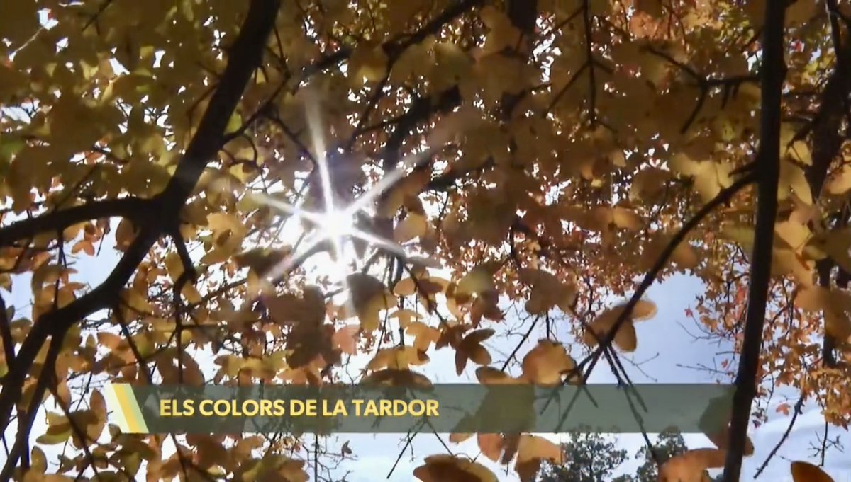codeposa's tweet image. Un càmera de Comunicacions dels Ports ha descobert els colors de la tardor a Ares del Maestrat rodant aquest reportatge per a La Via Verda d’À Punt
🎥
▸ apuntmedia.es/programes/la-v…