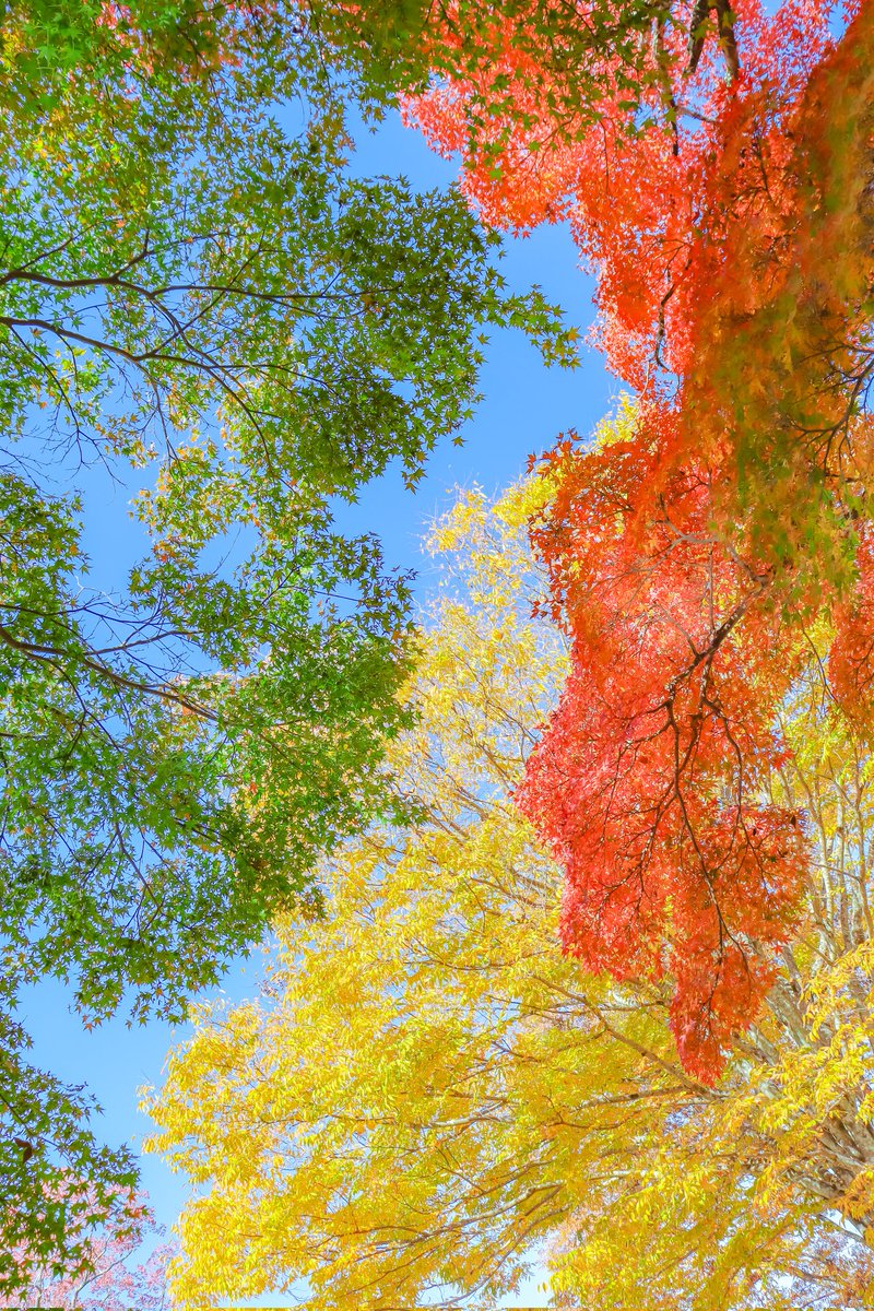 Sorani___Ao's tweet image. 秋の四重奏。