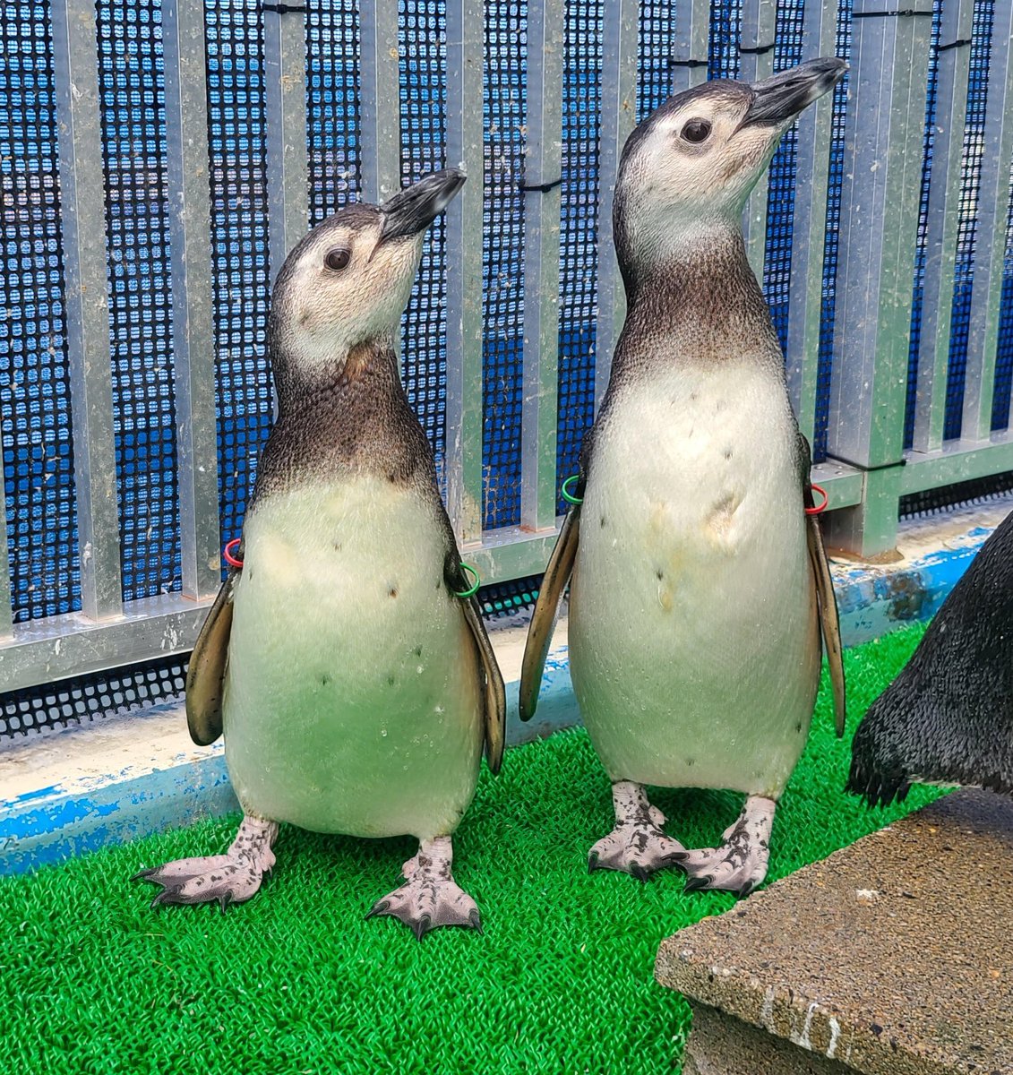 ＼元気だよ！／
屋外エリア工事中のためペンギンプール前へ出れない日が続いていますが、ペンギンたちは元気です！ご安心ください😊🩵
※ペンギンは2階観察窓か、3階展望室よりご覧いただけますが、スペースがせまいため譲り合っての観察にご協力お願いします。