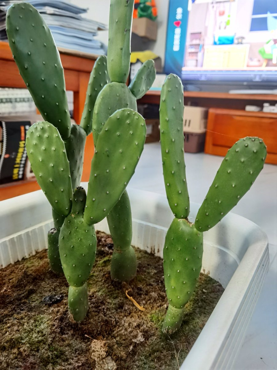 Catxiaojuzi's tweet image. 我家的仙人掌🌵
My family&apos;s cactus🌵
#weekend #life