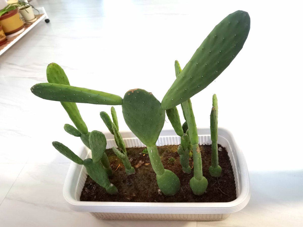 Catxiaojuzi's tweet image. 我家的仙人掌🌵
My family&apos;s cactus🌵
#weekend #life
