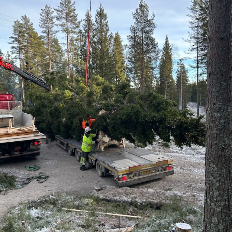 trafalgartree's tweet image. Hi ho, hi ho, it’s off to Trafalgar I go 🎄✨😍

Your national tree-sure is officially on the move! I’m travelling from Oslo to Trafalgar Square for my lighting ceremony 😍🥰

Who’s ready to see me? 💅

#trafalgartree #christmasinlondon #christmas