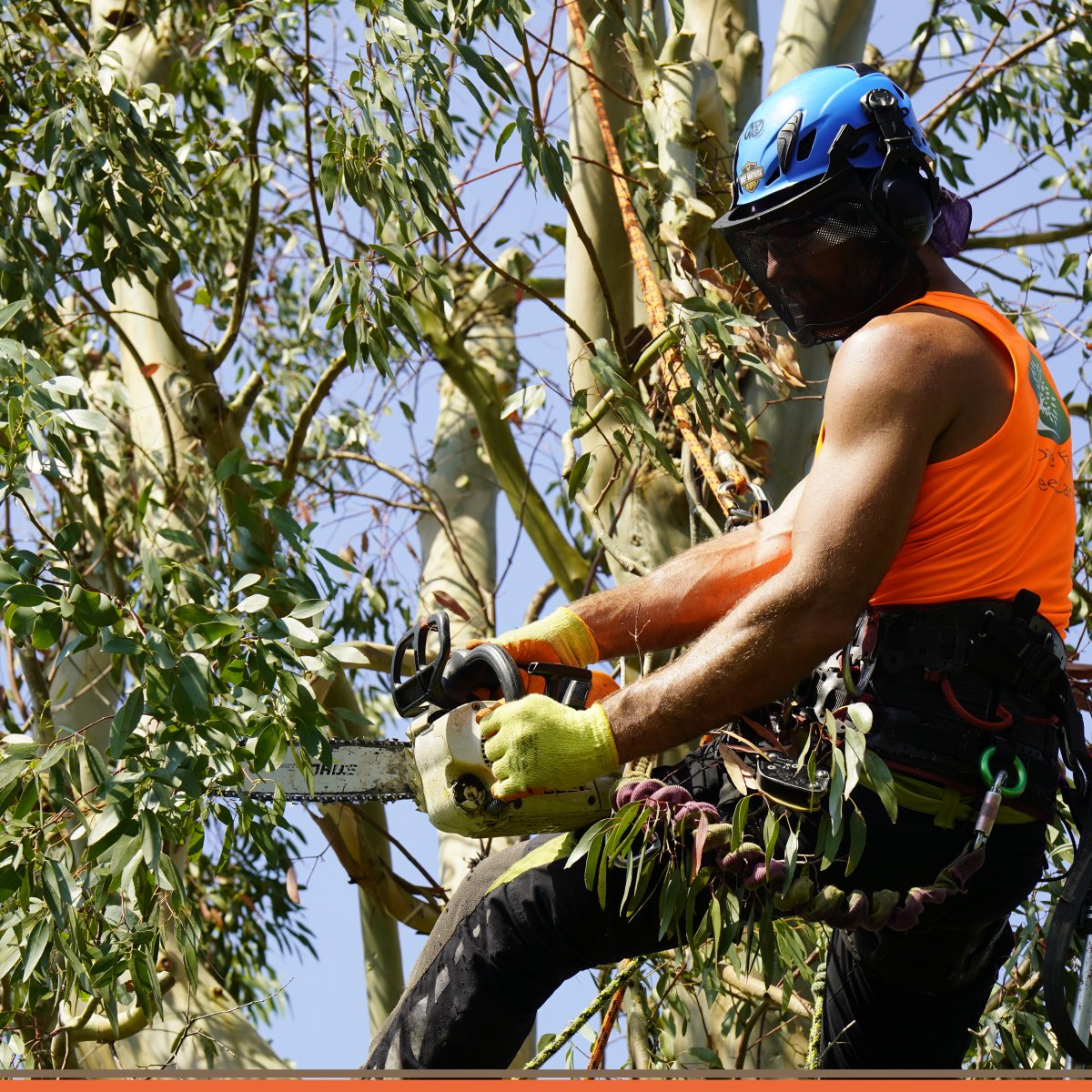 DFordTreeCare's tweet image. 🌳 If a tree needs frequent #CrownReduction, it could become unsafe over time. Our arborists will help you determine when it&apos;s time to remove the tree and recommend replanting with a more suitable species.

Learn more: davefordtreecare.co.uk/tree-services/…

#TreePlanting #TreeRemoval