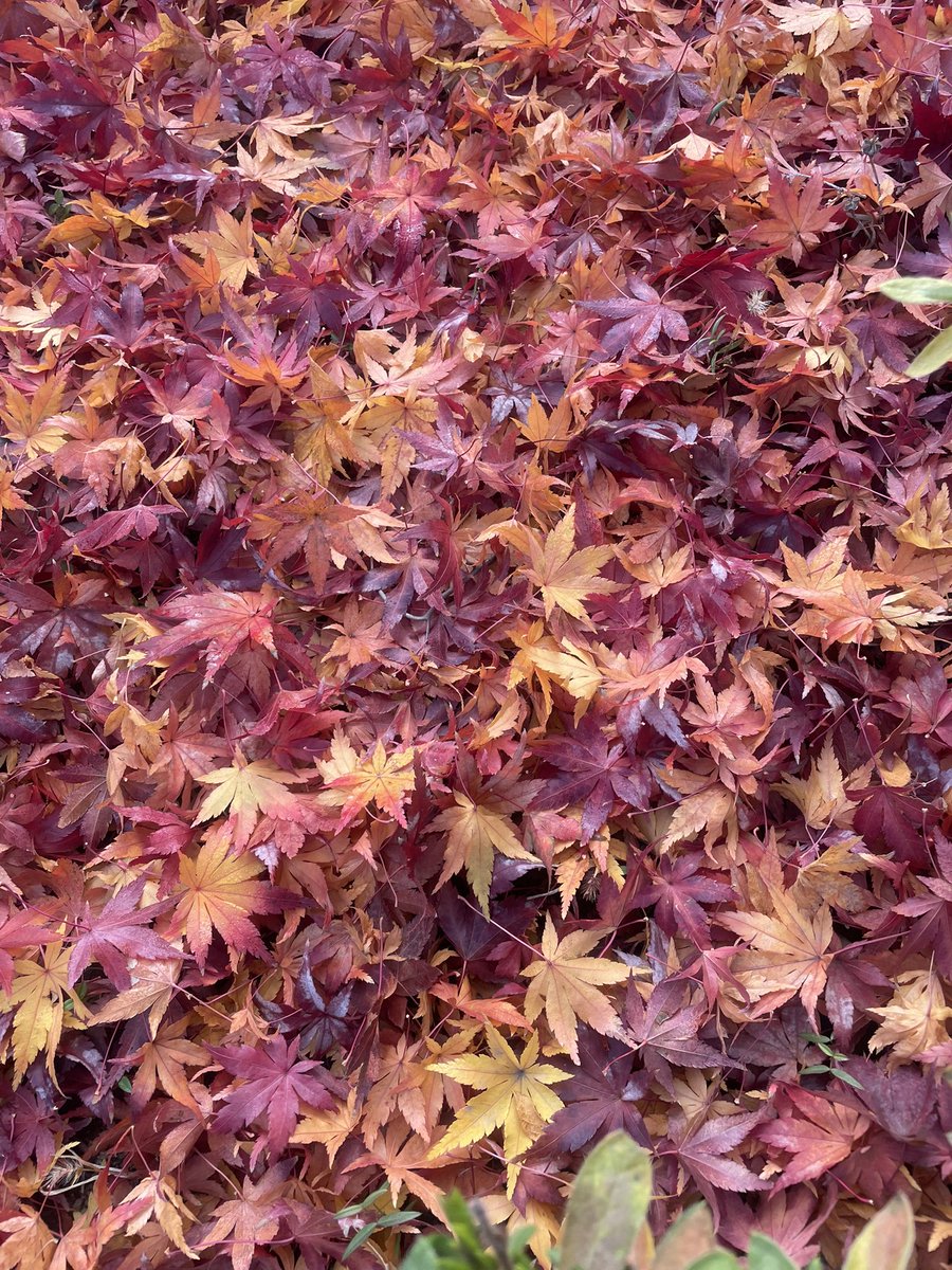 ark_ar5's tweet image. 紅葉