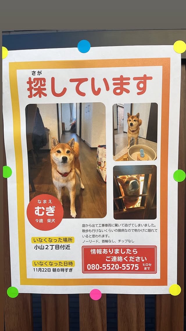 MOGA_theEND's tweet image. MOGA元スタッフのうちの柴犬
探しています！！

なまえ むぎ
庭から出て工事車両に驚いて逃げてしまいました。
散歩も行けないくらいの競病なので物かげに隠れていると思われます。
ノーリード、首給なし、情報ありましたらご連絡ください
東京都品川区小山
 #迷い犬 #迷子犬
#拡散希望　
#武蔵小山