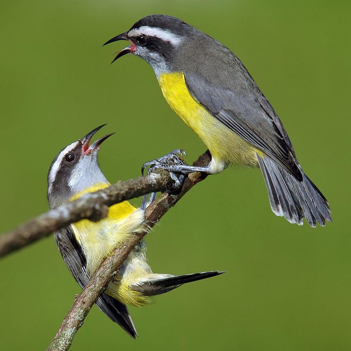 studyguides's tweet image. The Bananaquit, scientifically known as Coereba flaveola, is commonly referred to as the Bananaquit. This small bird is known for its vibrant plumage and its adaptability to various environments. The name reflects its commonality and recognition in regions where it is found.…
