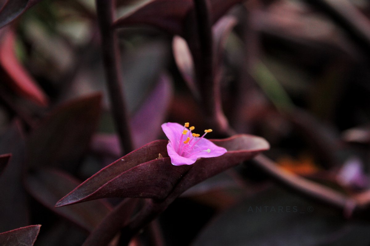 Antares_Neo's tweet image. Ben bu güzelliği paylaşmayı nasıl unutmuşum, kınadım kendimi minik çaplı =) #fall #flower herkese iyi akşamlar, hayırlı forumlar ve iyi haftasonları diliyorum. 😊