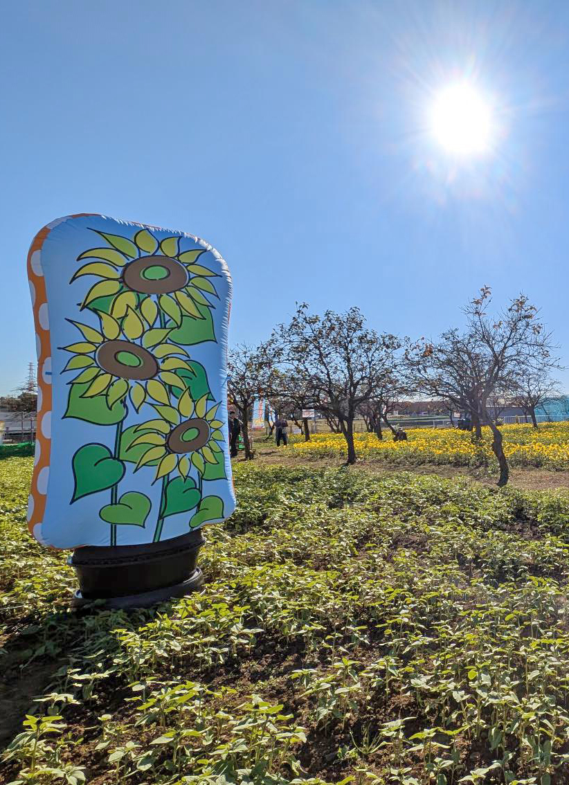 本日22日 #さむかわ冬のひまわり festival第2弾クライマックス初日、ご来場誠にありがとうございました！明日も10:00～14:00「さむかわひまわり畑」でお待ちしています🌻詳細は寒川町観光協会HPで→ samukawa-kankou.jp/?p=we-page-ent…
※画像は鳩さんに種を食べられて10月に種まきしたひまわりの間のオブジェ