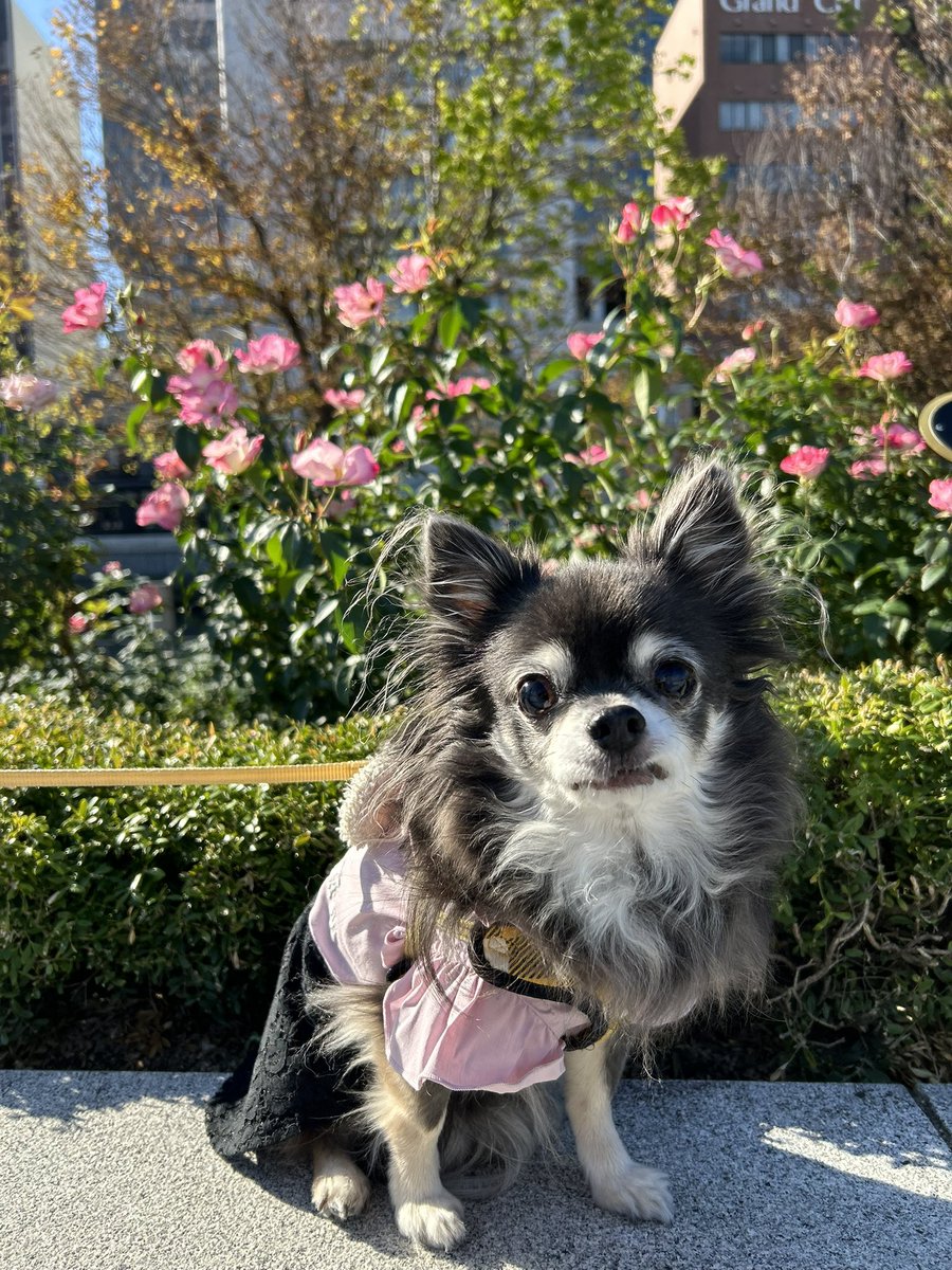 talbischannel's tweet photo. おしゃれカフェの後は中之島公園でお散歩🚶🐕
都会っ子になった気分😊
バラ🌹も少しだけ咲いてたよ✨
#チワワ #犬とお出かけ関西 #中之島公園 https://t.co/qVgMbr4JlA