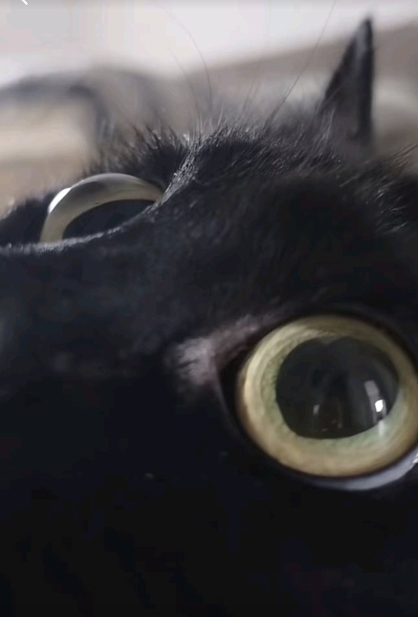 ShadowedStray's tweet image. 