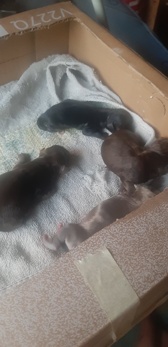 sam01514's tweet photo. new puppies https://t.co/SSMICznOqv