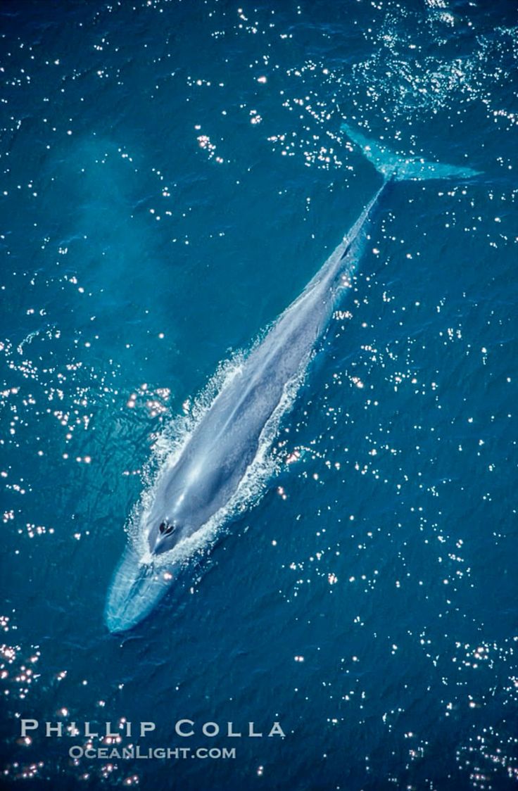 AdeshThakur1999's tweet image. I&apos;m Blue Whale 🐳 
I&apos;m Blue Whale 🐳
I&apos;m Big Big Big Big Big Big

Blue Whale is the largest animal ever known in Earth’s history

Length: up to 110 feet
Weight: nearly 200 tons
Diet: eats around 4 tons of krill 🦐 every single day 
Status : Endangered 

Must save Blue Whale 🐳