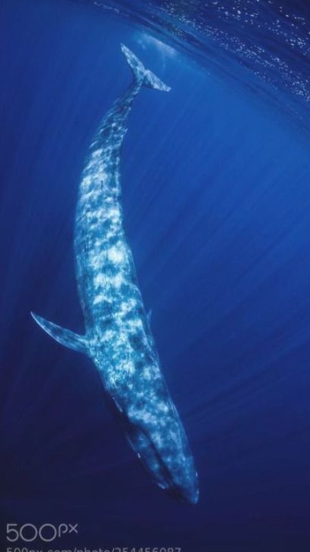 AdeshThakur1999's tweet image. I&apos;m Blue Whale 🐳 
I&apos;m Blue Whale 🐳
I&apos;m Big Big Big Big Big Big

Blue Whale is the largest animal ever known in Earth’s history

Length: up to 110 feet
Weight: nearly 200 tons
Diet: eats around 4 tons of krill 🦐 every single day 
Status : Endangered 

Must save Blue Whale 🐳