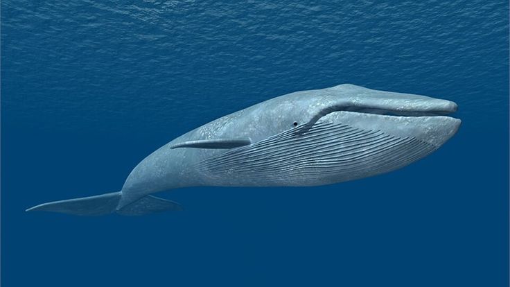 AdeshThakur1999's tweet image. I&apos;m Blue Whale 🐳 
I&apos;m Blue Whale 🐳
I&apos;m Big Big Big Big Big Big

Blue Whale is the largest animal ever known in Earth’s history

Length: up to 110 feet
Weight: nearly 200 tons
Diet: eats around 4 tons of krill 🦐 every single day 
Status : Endangered 

Must save Blue Whale 🐳