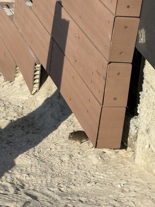 浜辺にネズミいた 