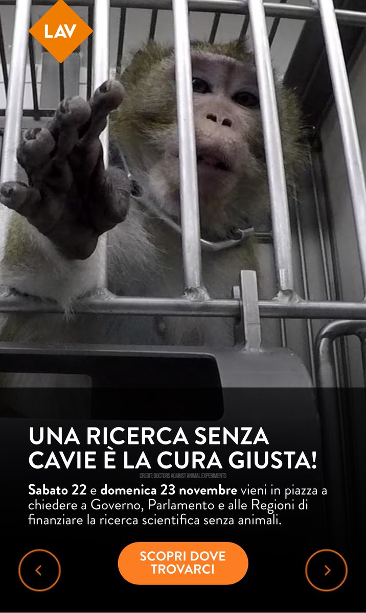 Oggi e domani siamo in tante piazze, vieni a firmare!
Una ricerca senza cavie è la cura giusta.
Venga rifinanziato il fondo per la ricerca scientifica senza animali!
👉🏻 lav.it/ricerca-senza-…